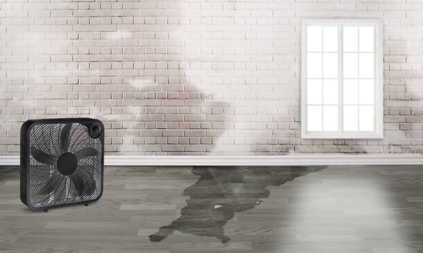 Best Mold removal after water damage  in New Carlisle, IN